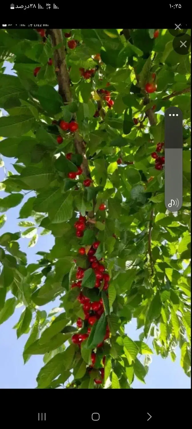 فروش باغ یا معاوضه