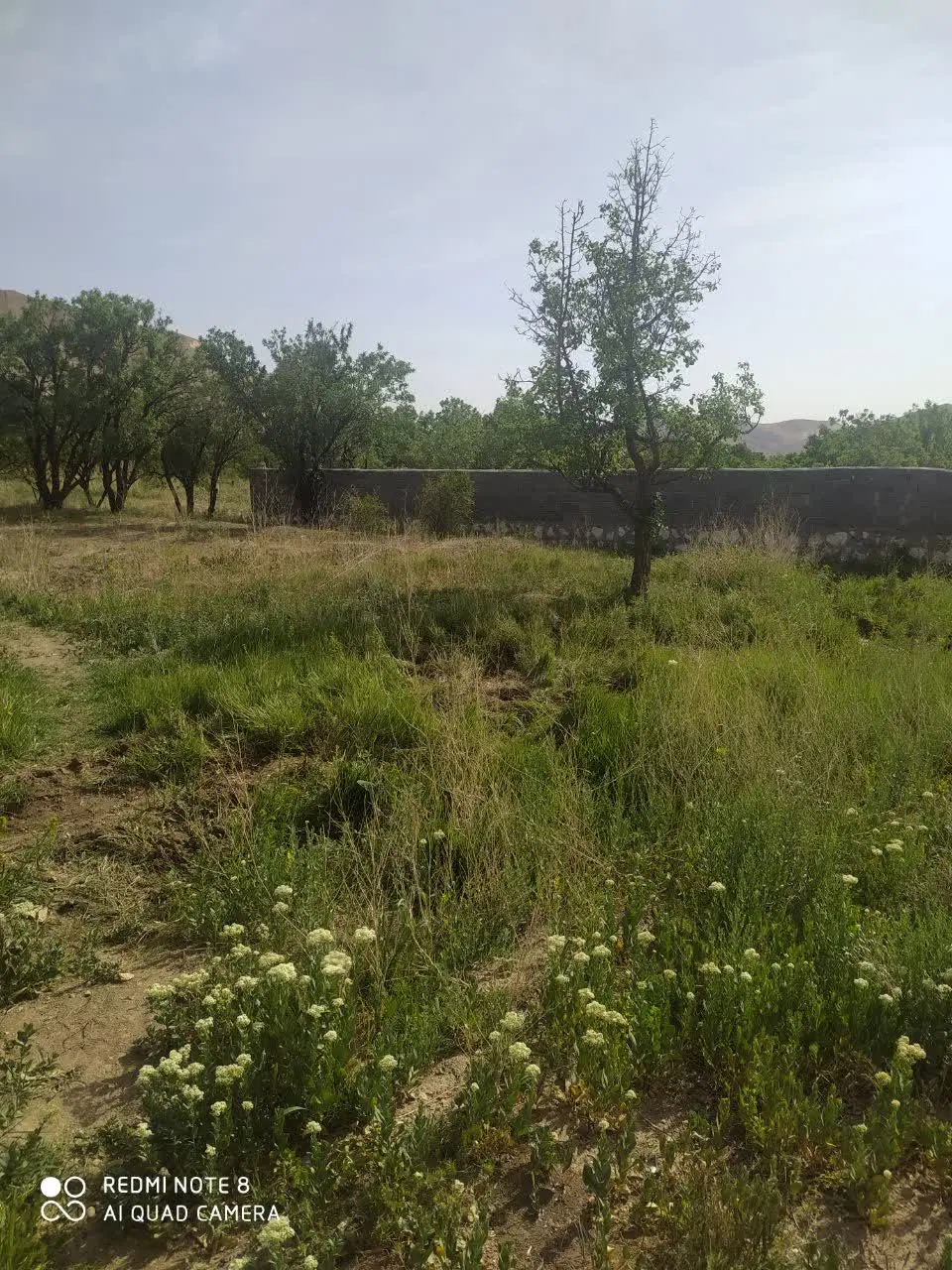 زمین در روستای ویدر