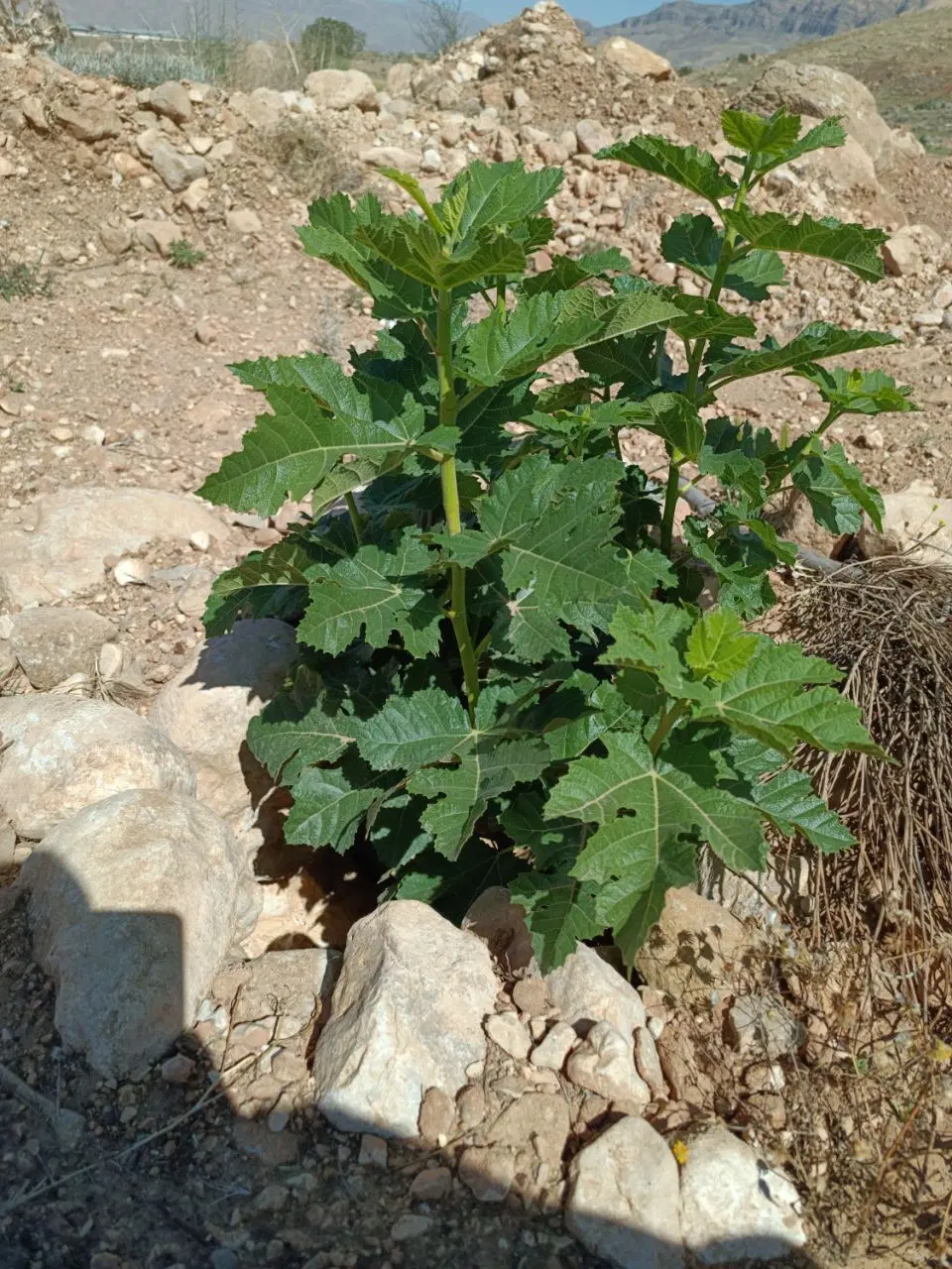 فروش ملک