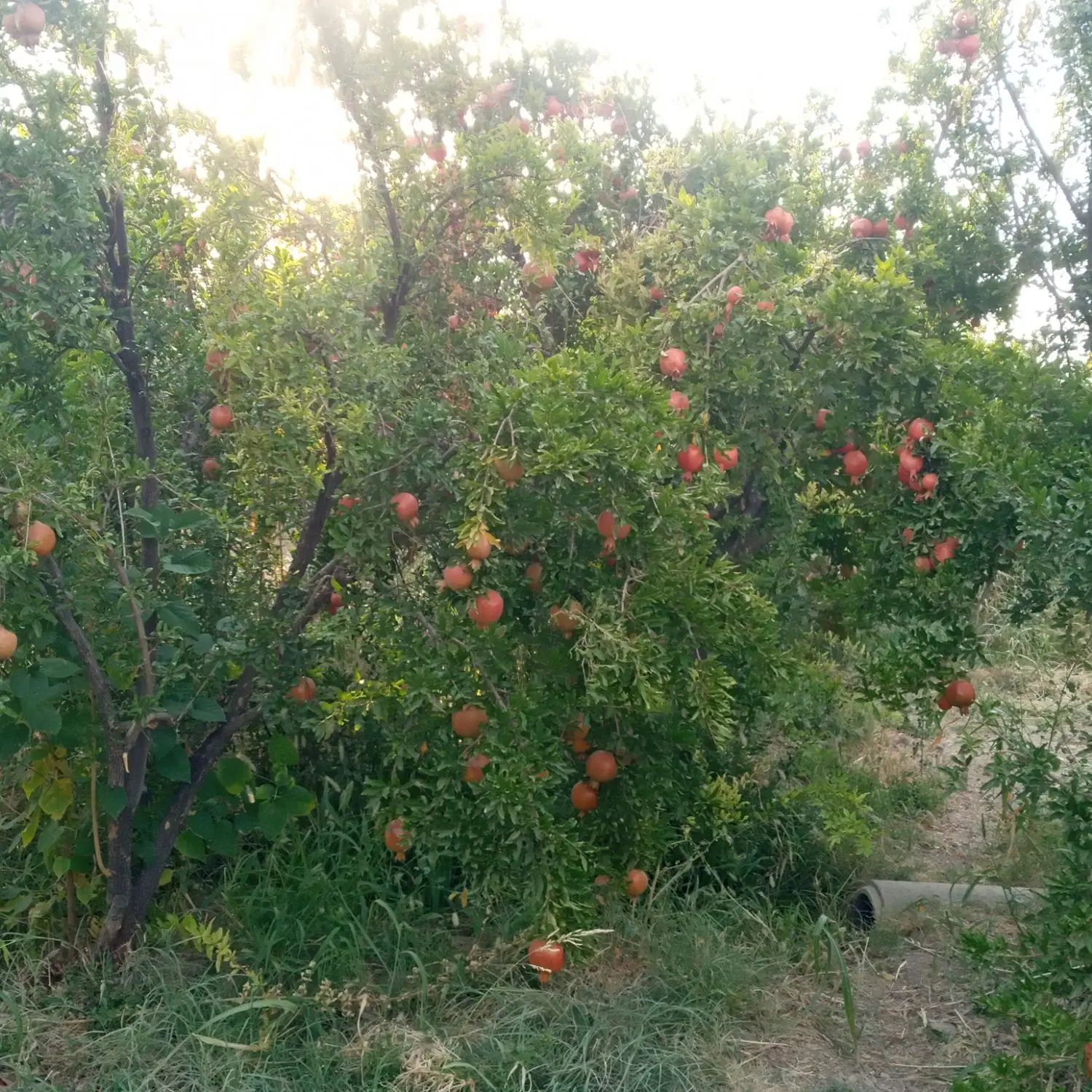 ۱۴۰۰ مترباغ انار باثمر کامل و۱ساعت درساوه سیدقلی
