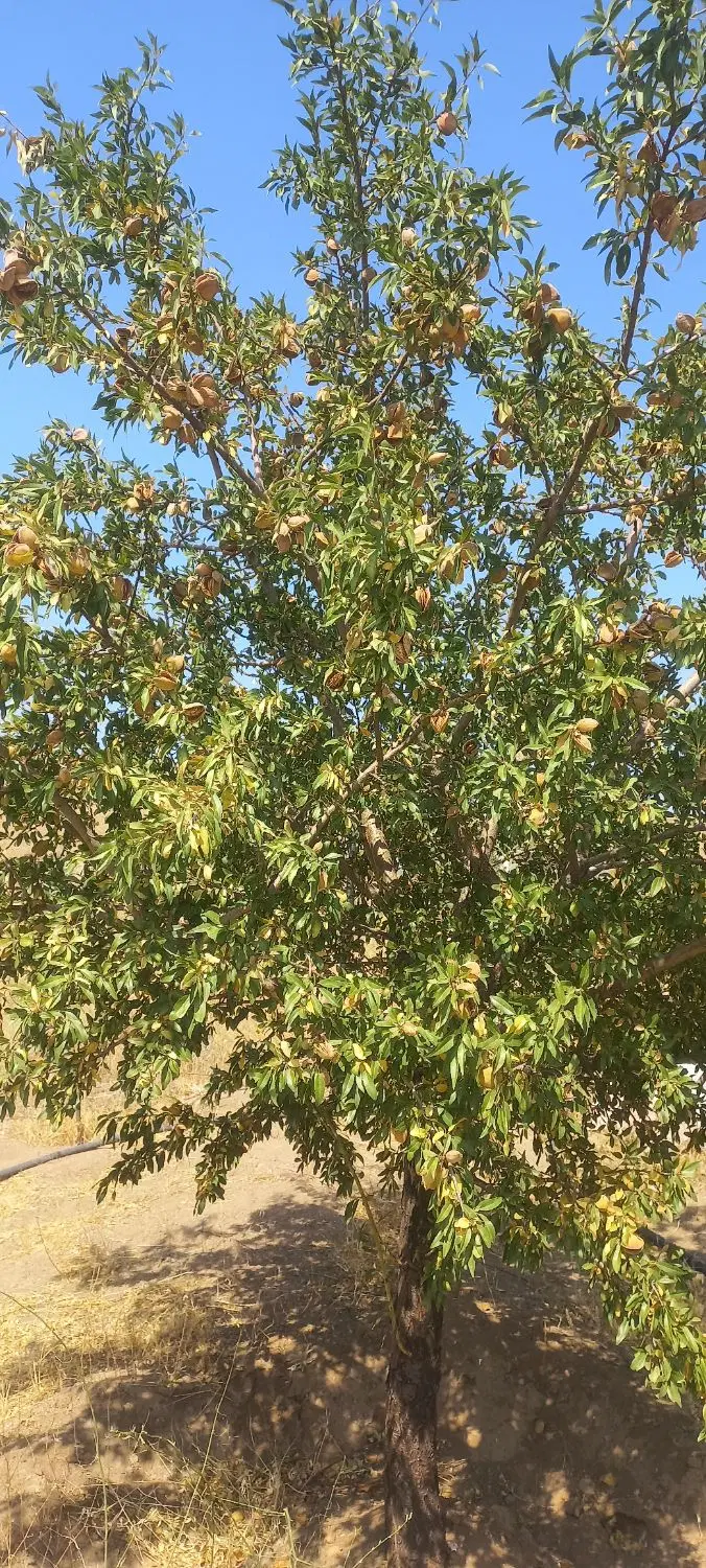 باغ درچاده الموت نزدیک به روستای رزجرد