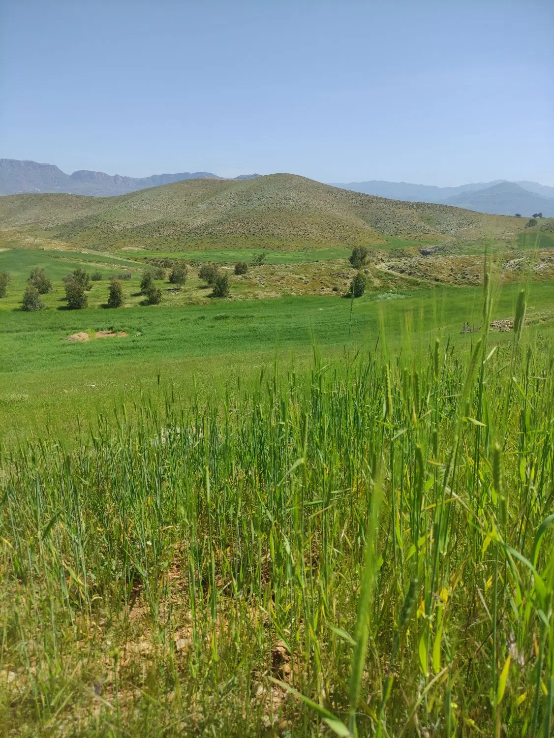 ۲هکتارمترزمین کشاورزی دیم