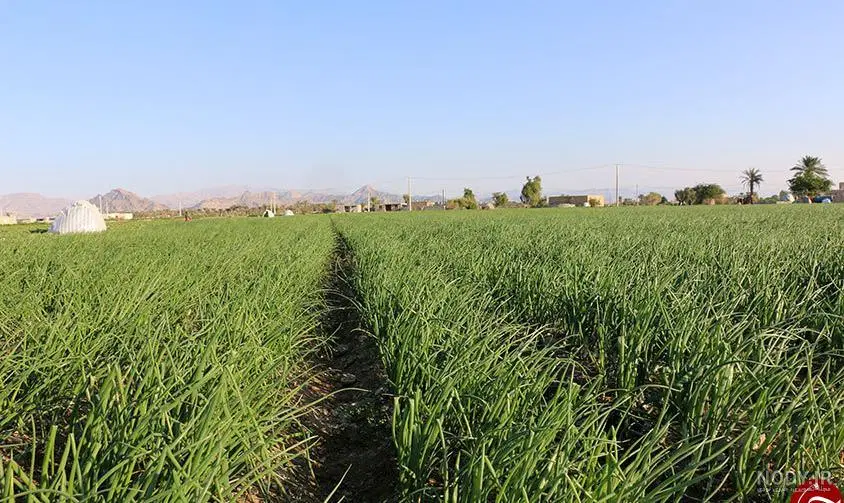 زمین کشاورزی 1000متری لب کمربندی گرگان