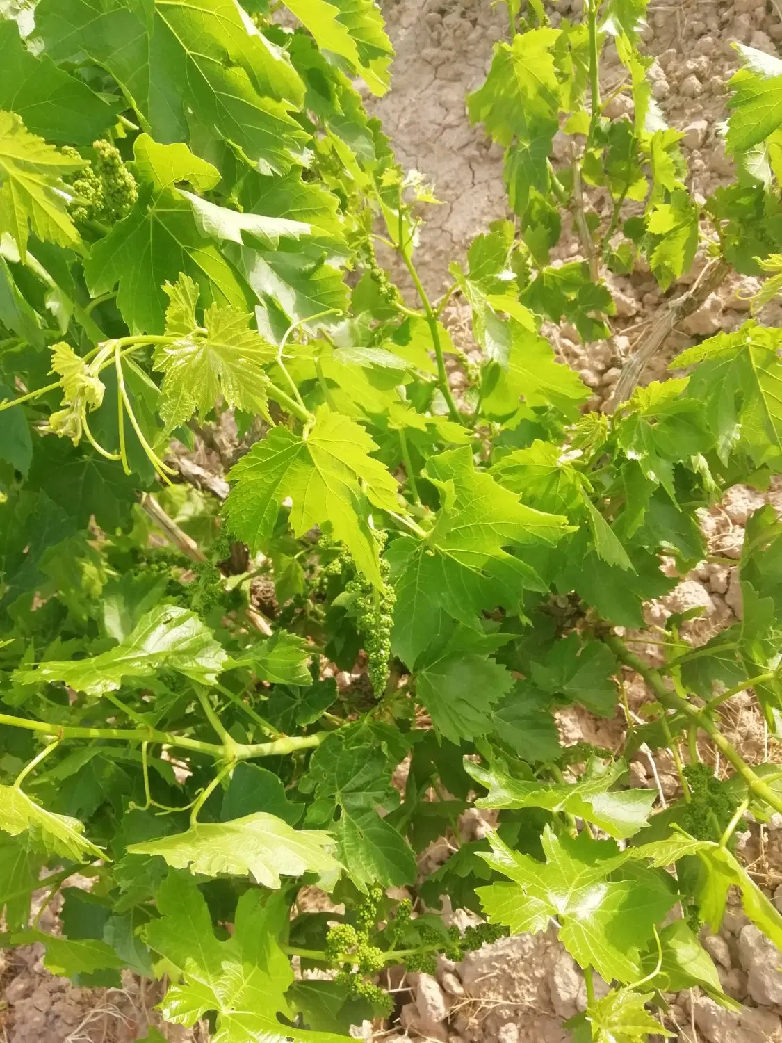 باغ پسته  پر بار