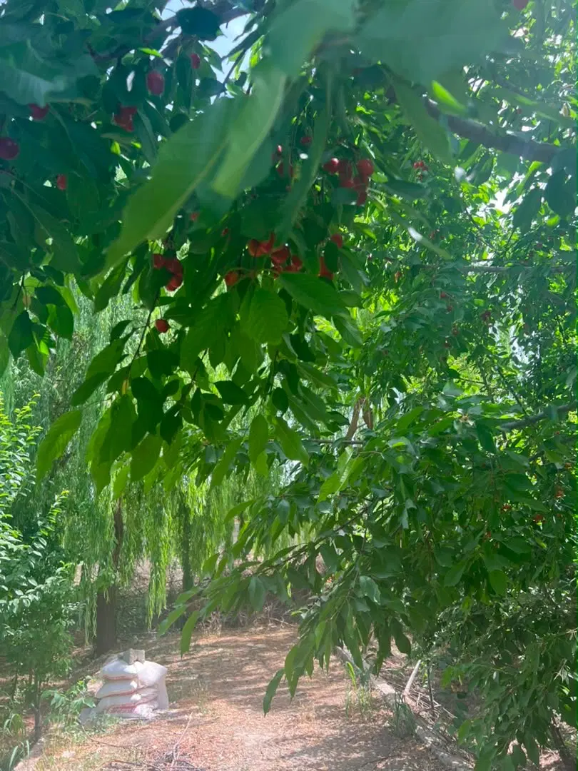 زمین ۸۰۶متری چهاردیواری و دارای بنا چهارباغ بوستان