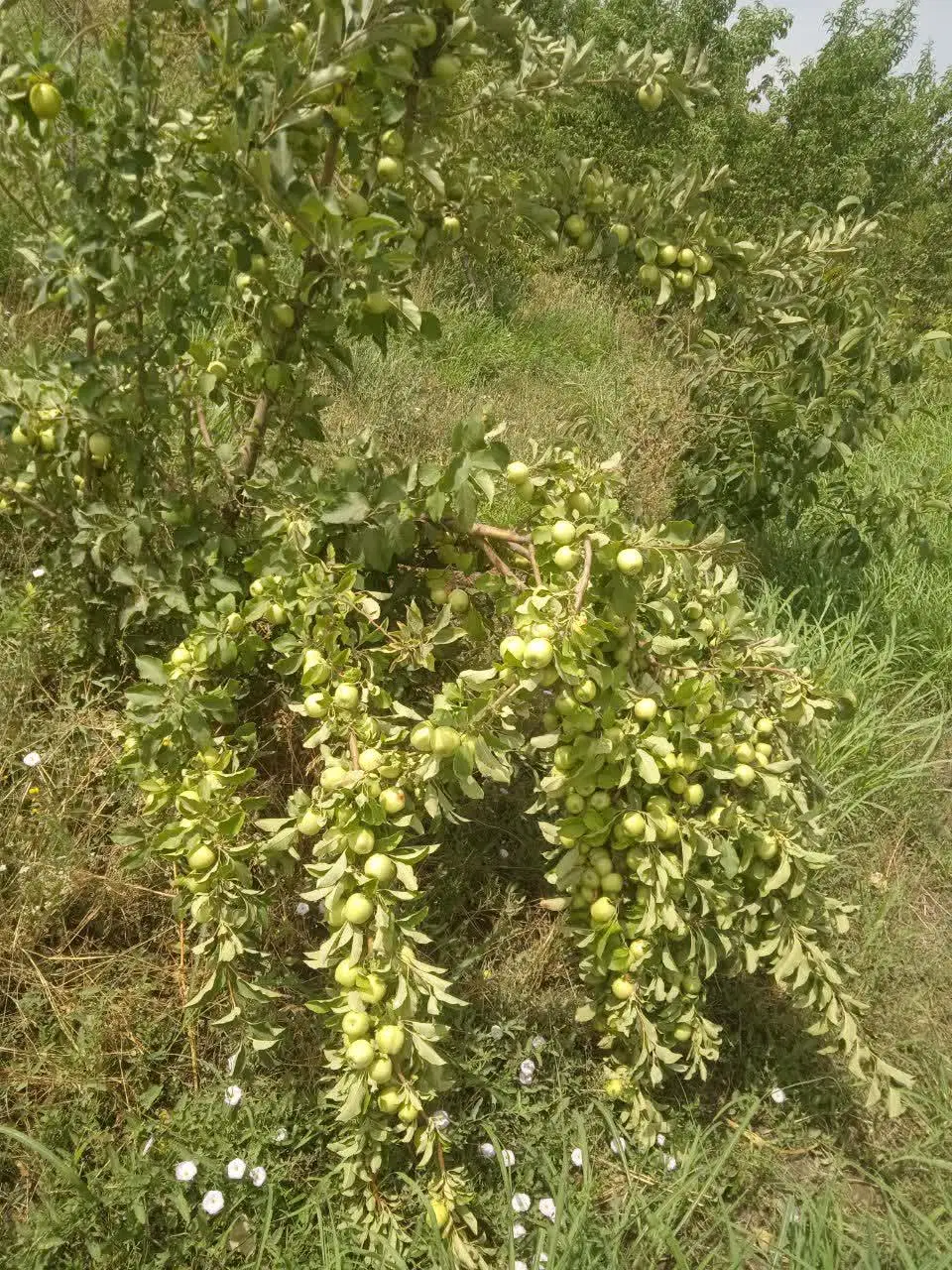 فروش ۹۲۰۰متر باغ جوان.
