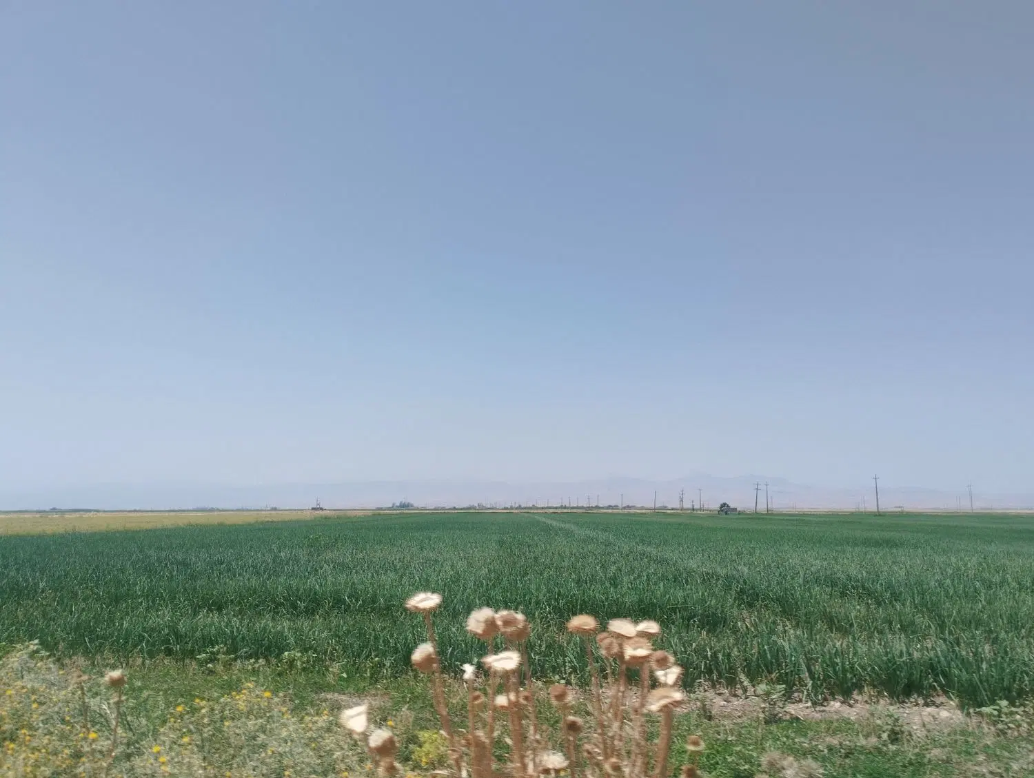 اجاره ی زمین کشاورزی