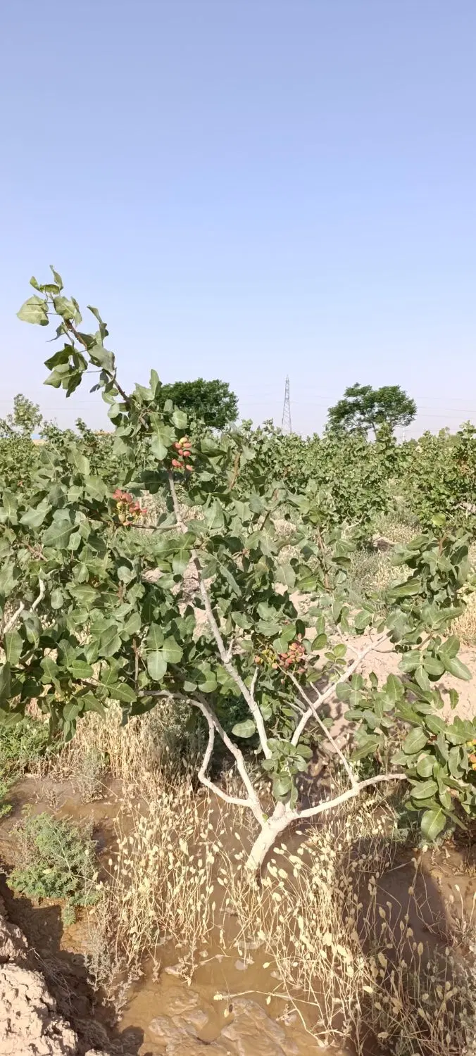 باغ پسته