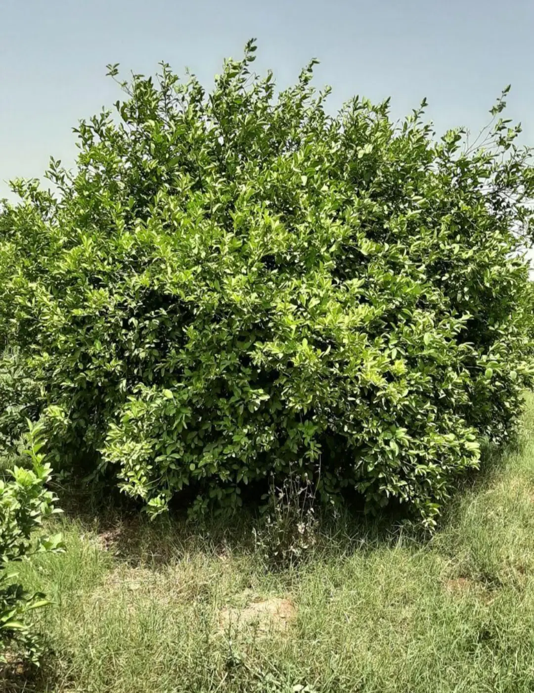 باغچه ۵۰۰ متری جریه سید راضی