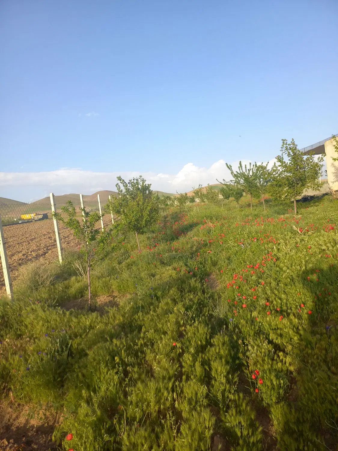 فروش باغ میوه حاجی اباد
