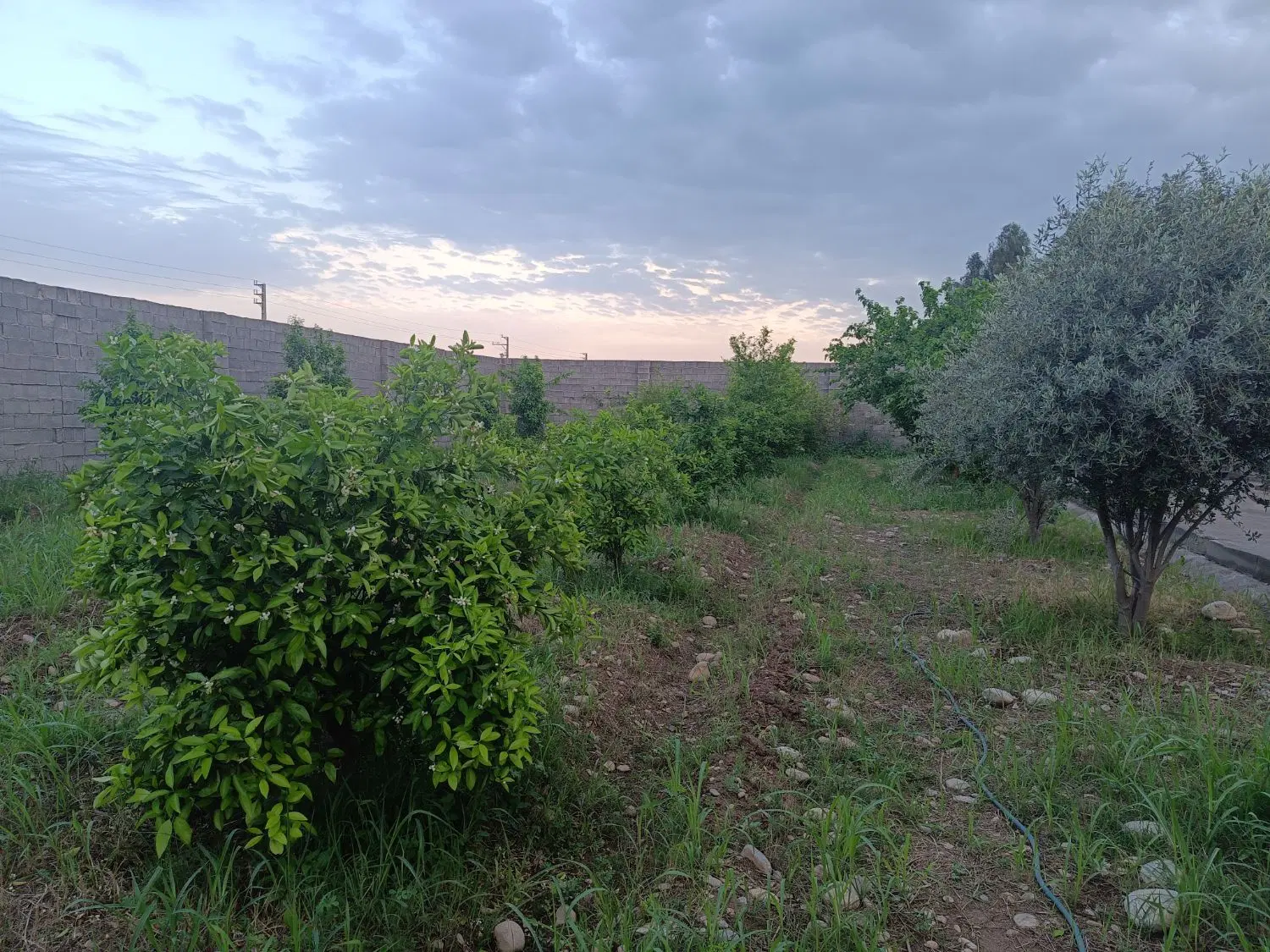 فروش باغچه