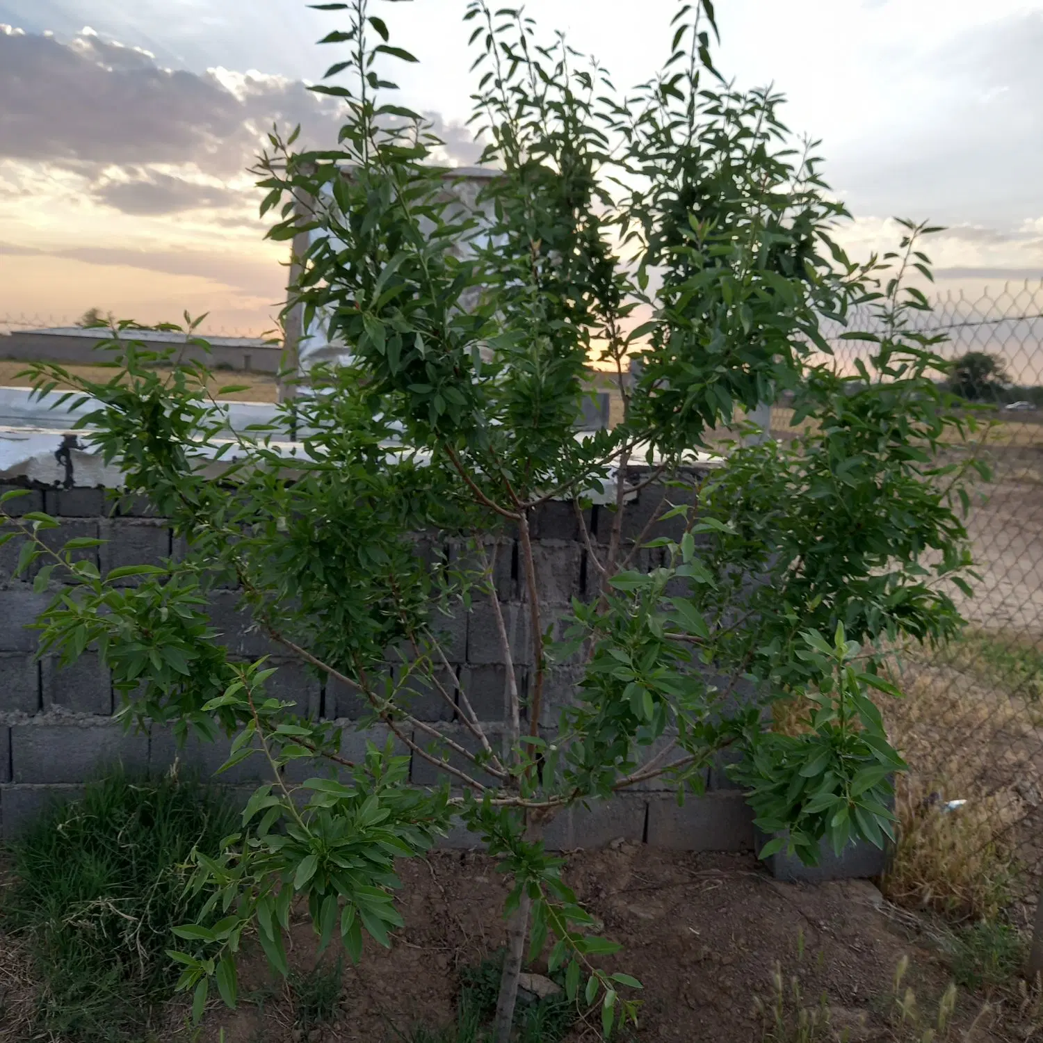 باغ شریفیه