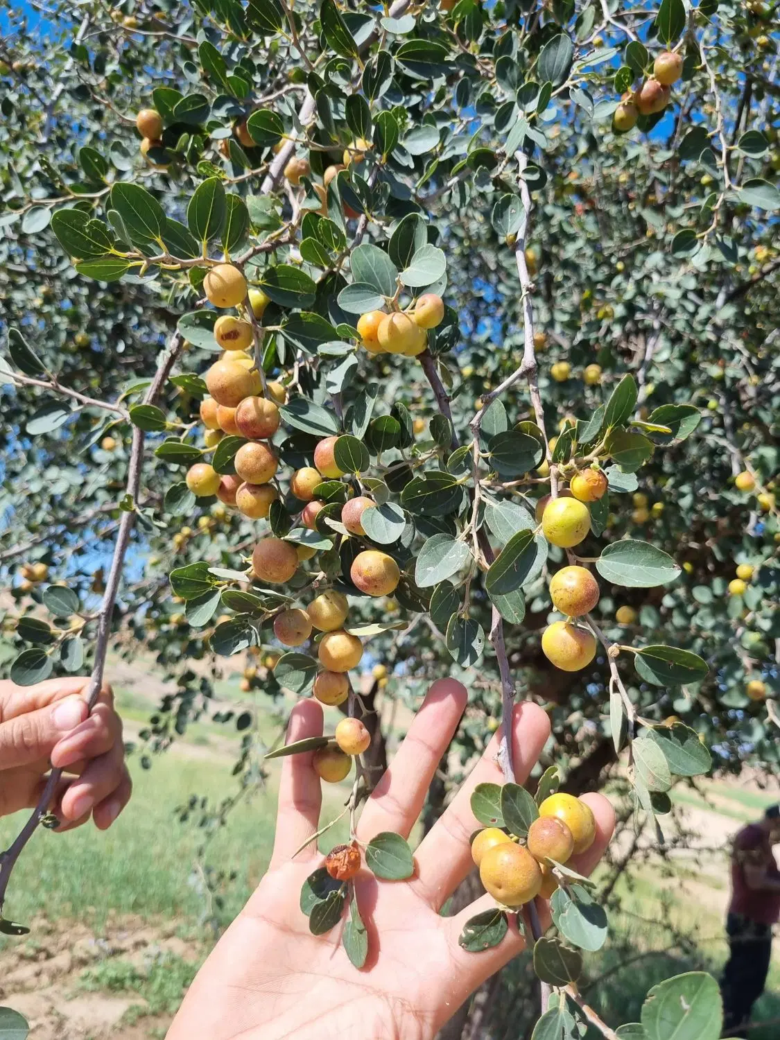 زمین کشاورزی باغی