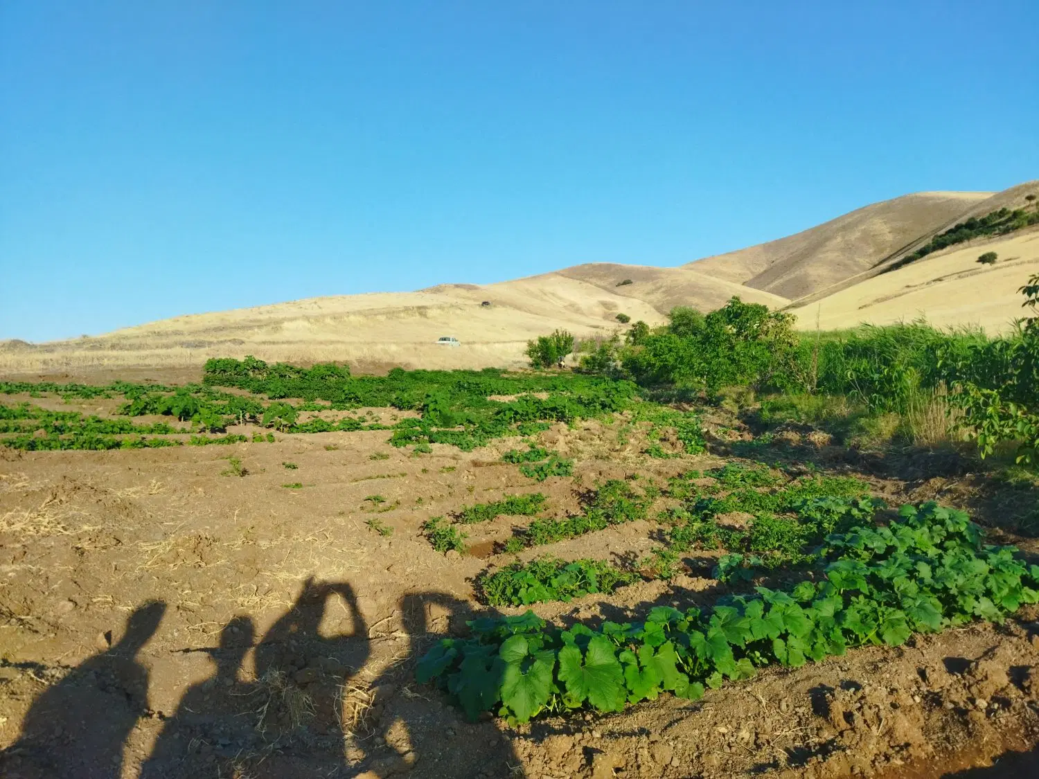 کامیاران روستای خان آباد زمین کشاورزی