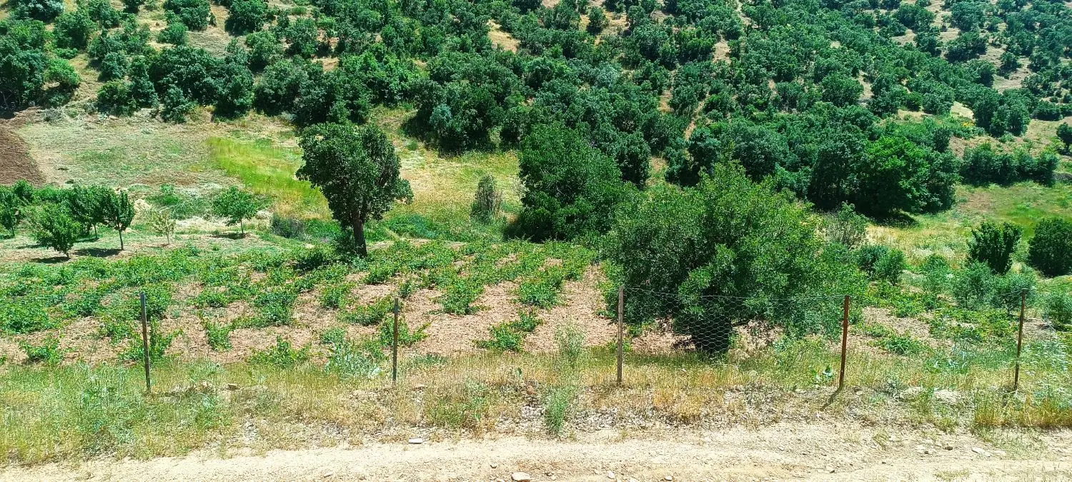 خانە باغ