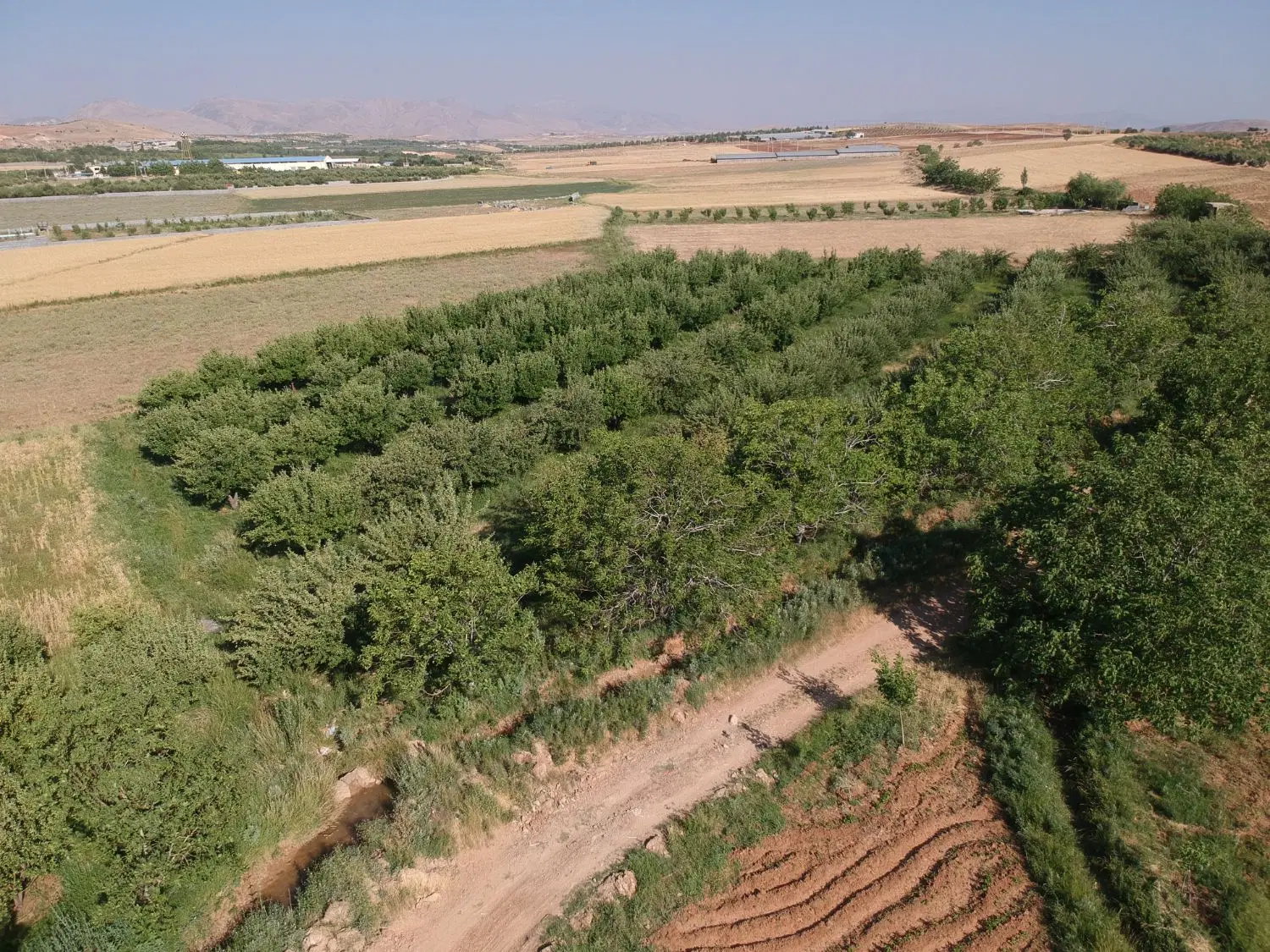 باغ سیب