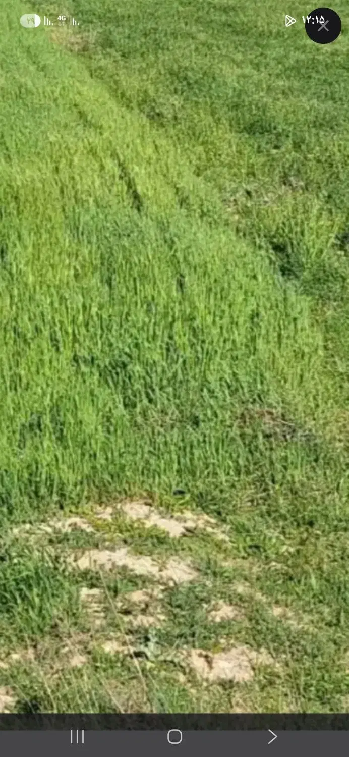 فروش زمین زارعی در روستای گورادل