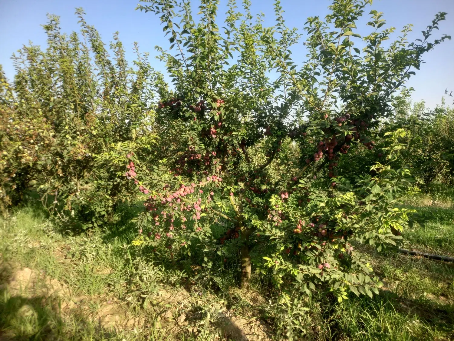 اجاره مغازه با زمین
