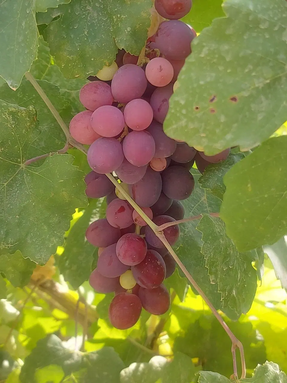 باغ انگور