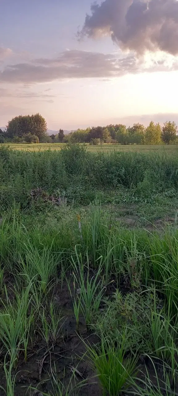 زمین باغی در طرح هادی