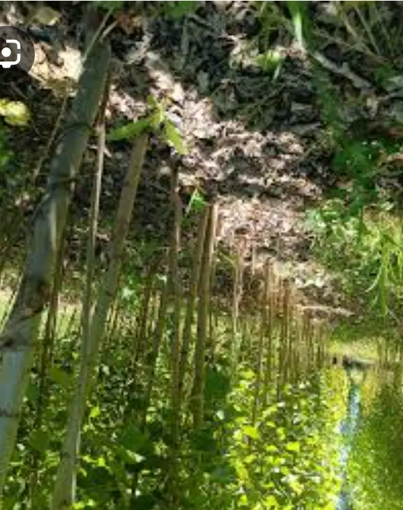 باغ ویلایی قطره ای