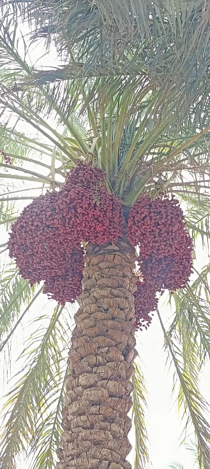 190 خوشه خرما
