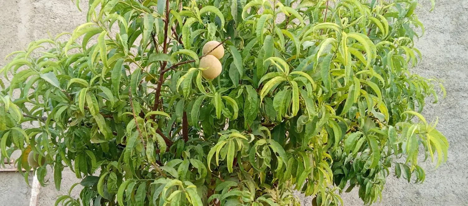 باغچه جوادآباد قلعه خواجه.کنتوربرق