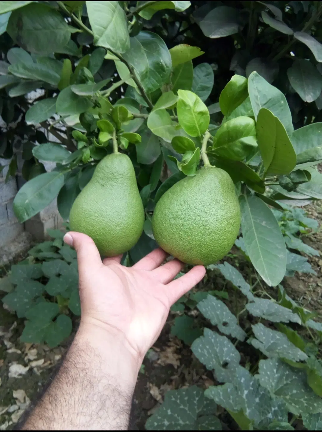 باغچه فروشی
