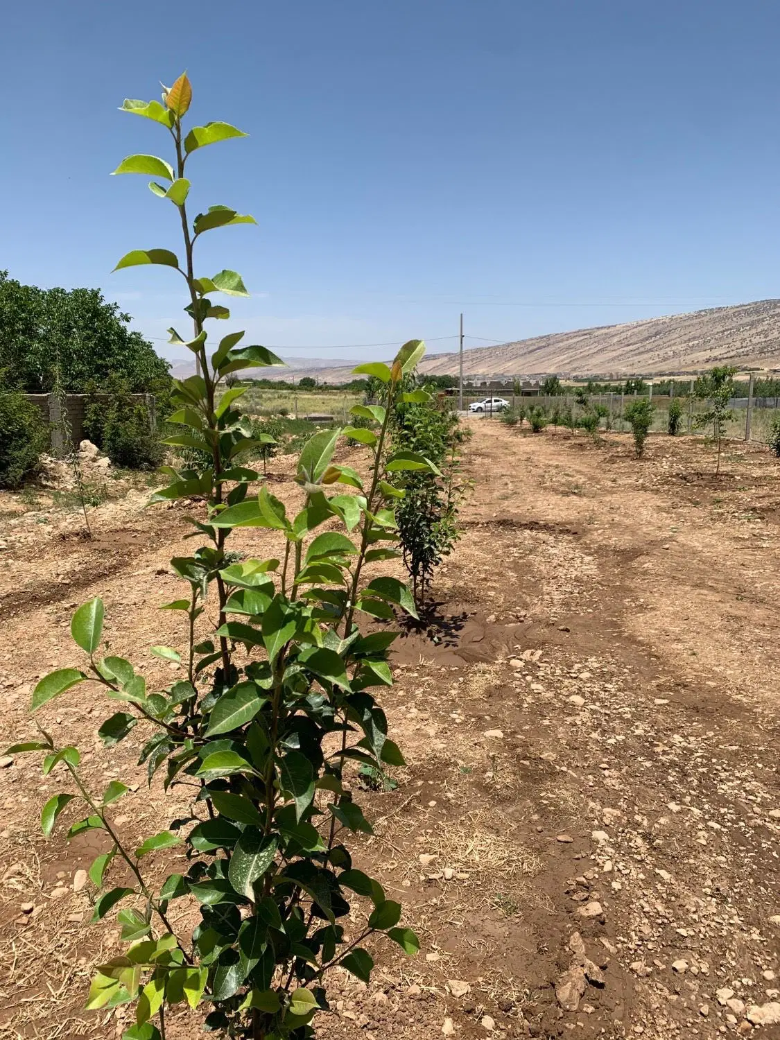 فروش باغ سند دار با مجوز قهوه خانه سنتی