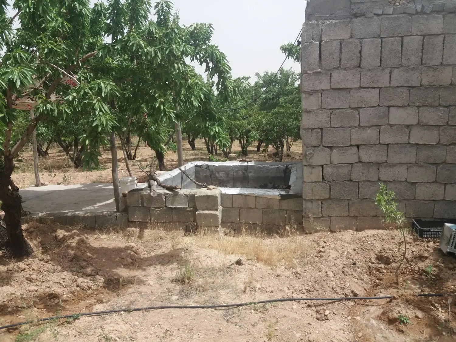 باغ مثمر