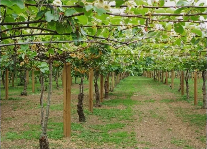 باغ کیوی ۶۷۰۰ متر مکانیزه