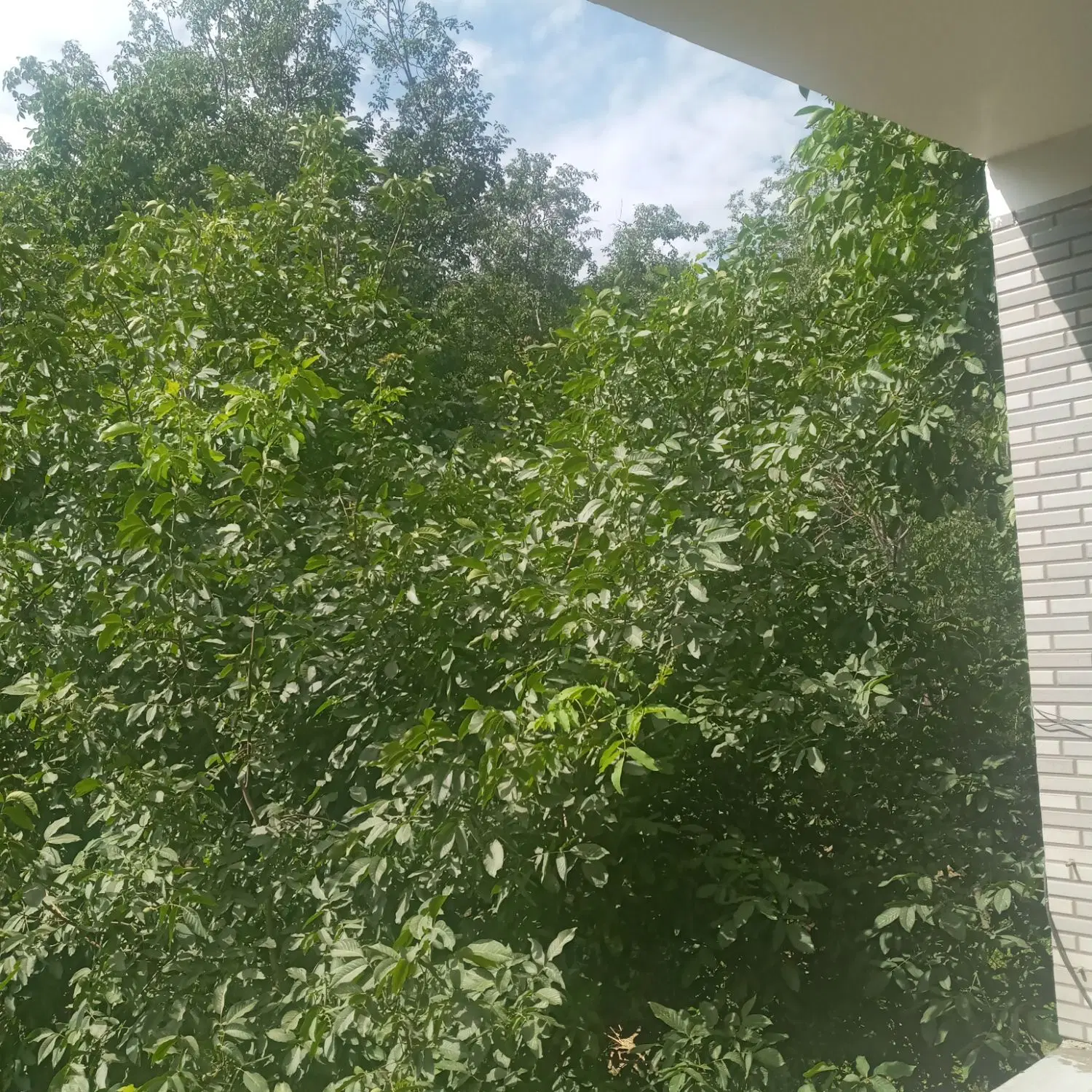 فروش خانه ویلایی رویایی در روستای زیبای ابرو