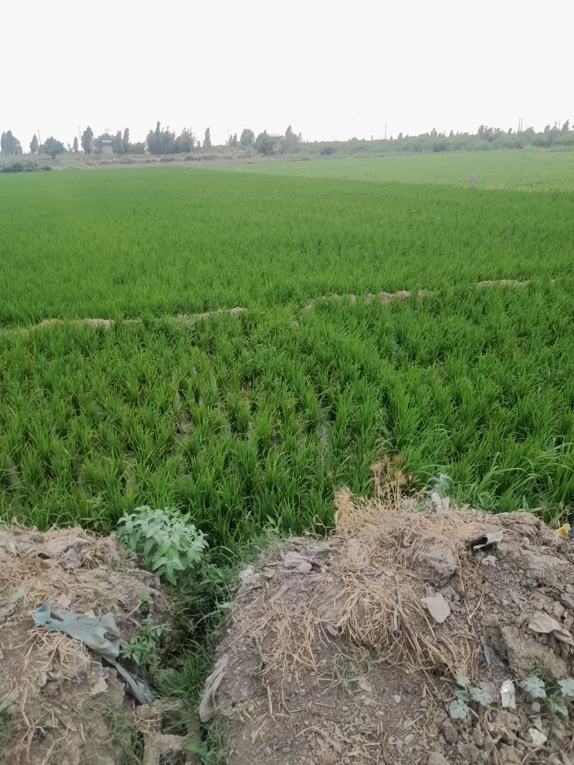 زمین مسکونی