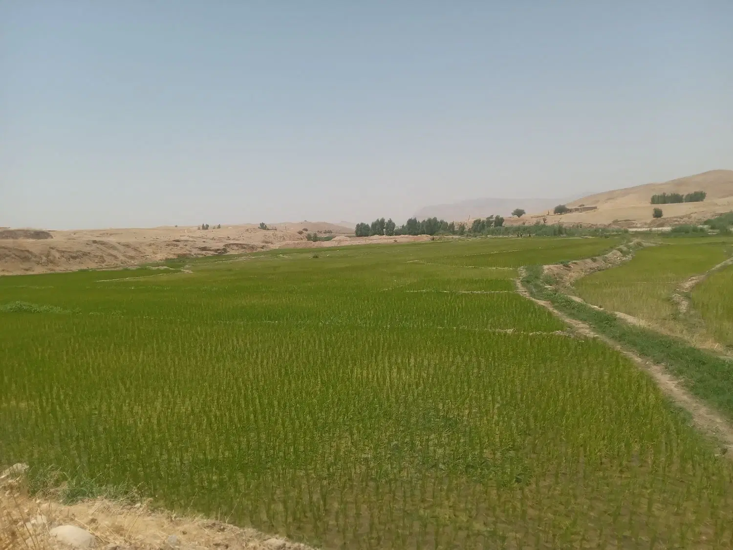 فروش زمین کشاورزی آبی پوریو