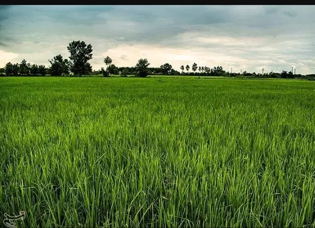 شالیزار _ در روستای اشلیکی _ فروش فوری