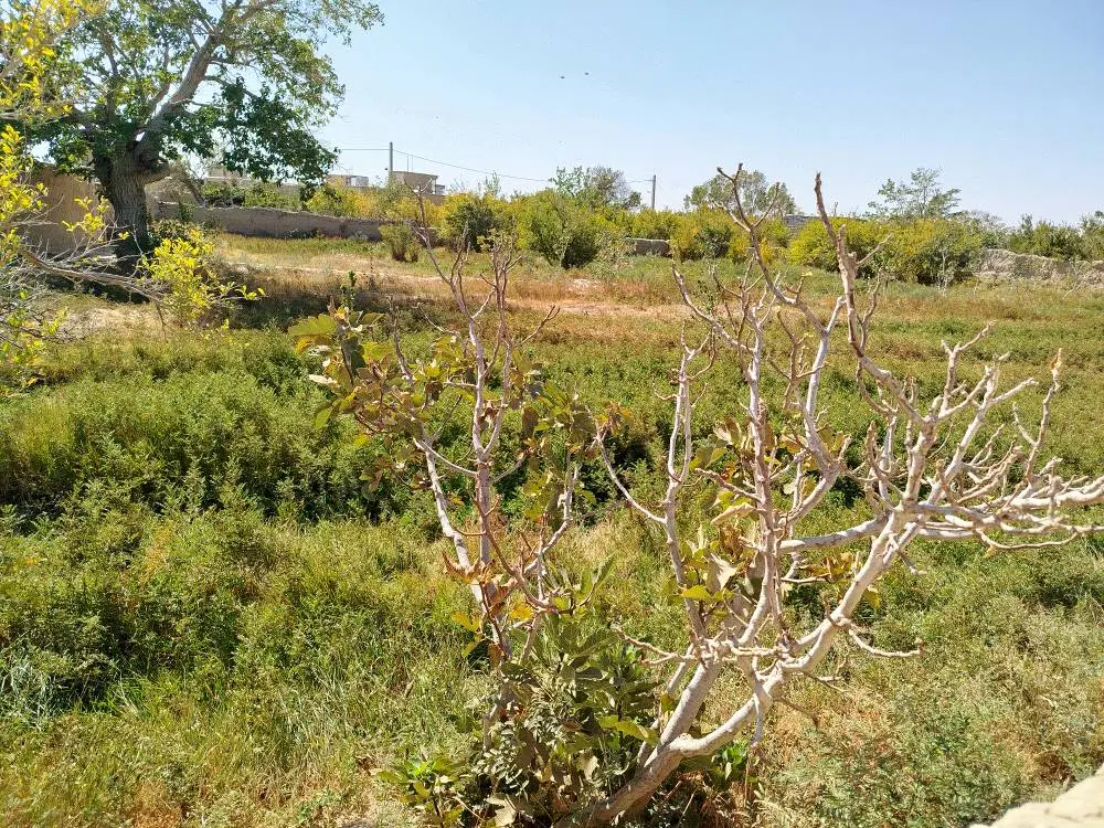سلام یک باغ با متراژ ۲ هزار متر در روستای جزن