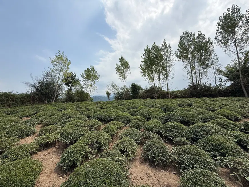 زمین باغی