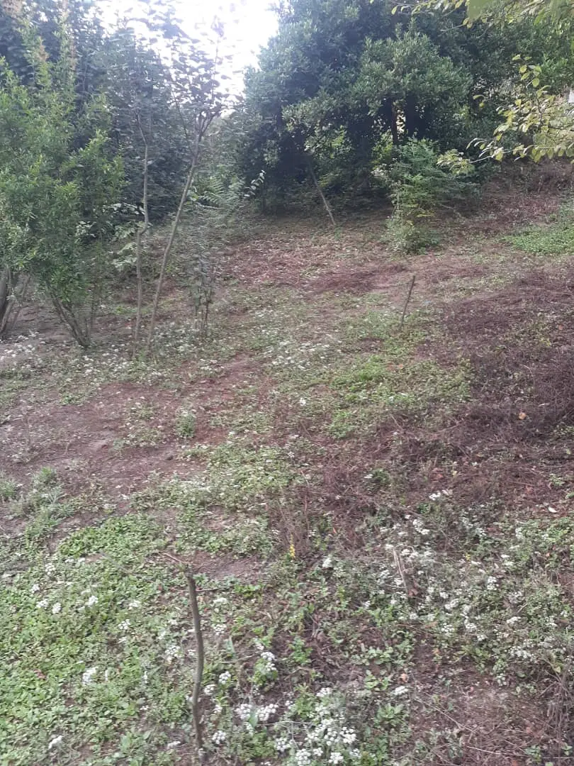 زمین  در چماچا آزادمحله