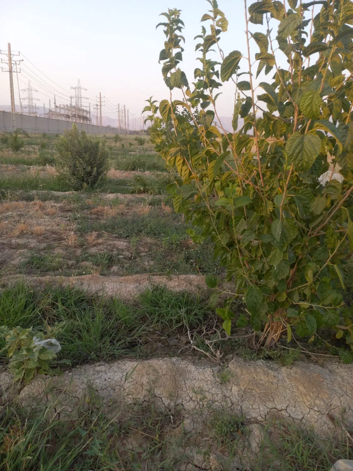باغ جاده منصوریه
