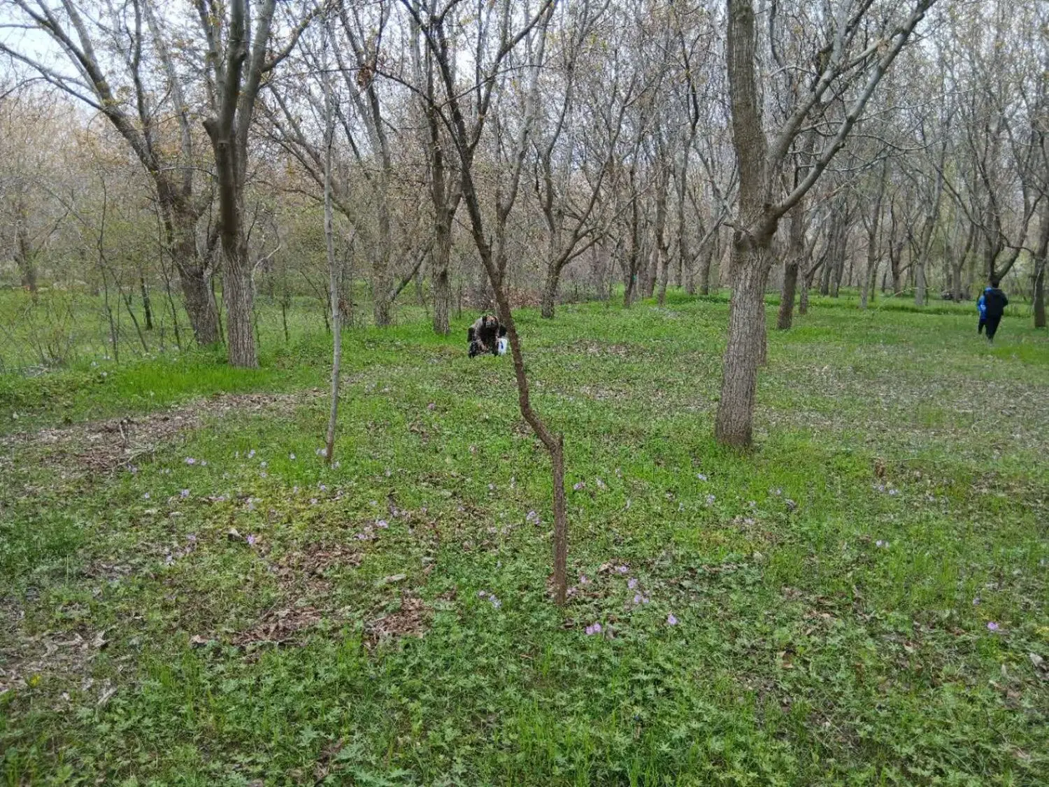 زمین ۱۲۰۰ متری با درخت گردو در سرکان