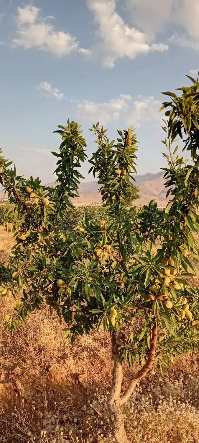 ۱۲۰۰۰متر زمین دیمزار