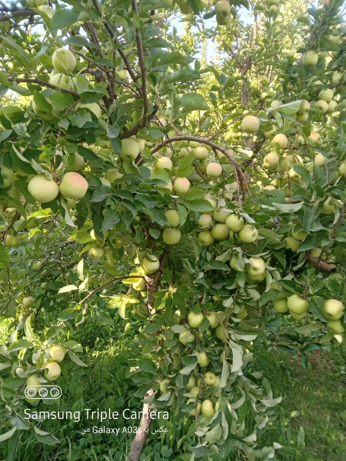 اجاره باغ سیب قرمز و سفید
