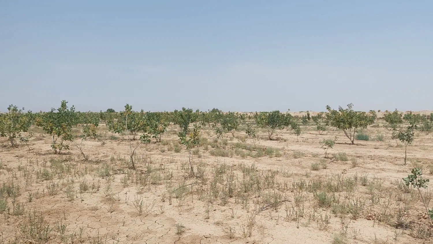 باغ پسته ۷ ساله