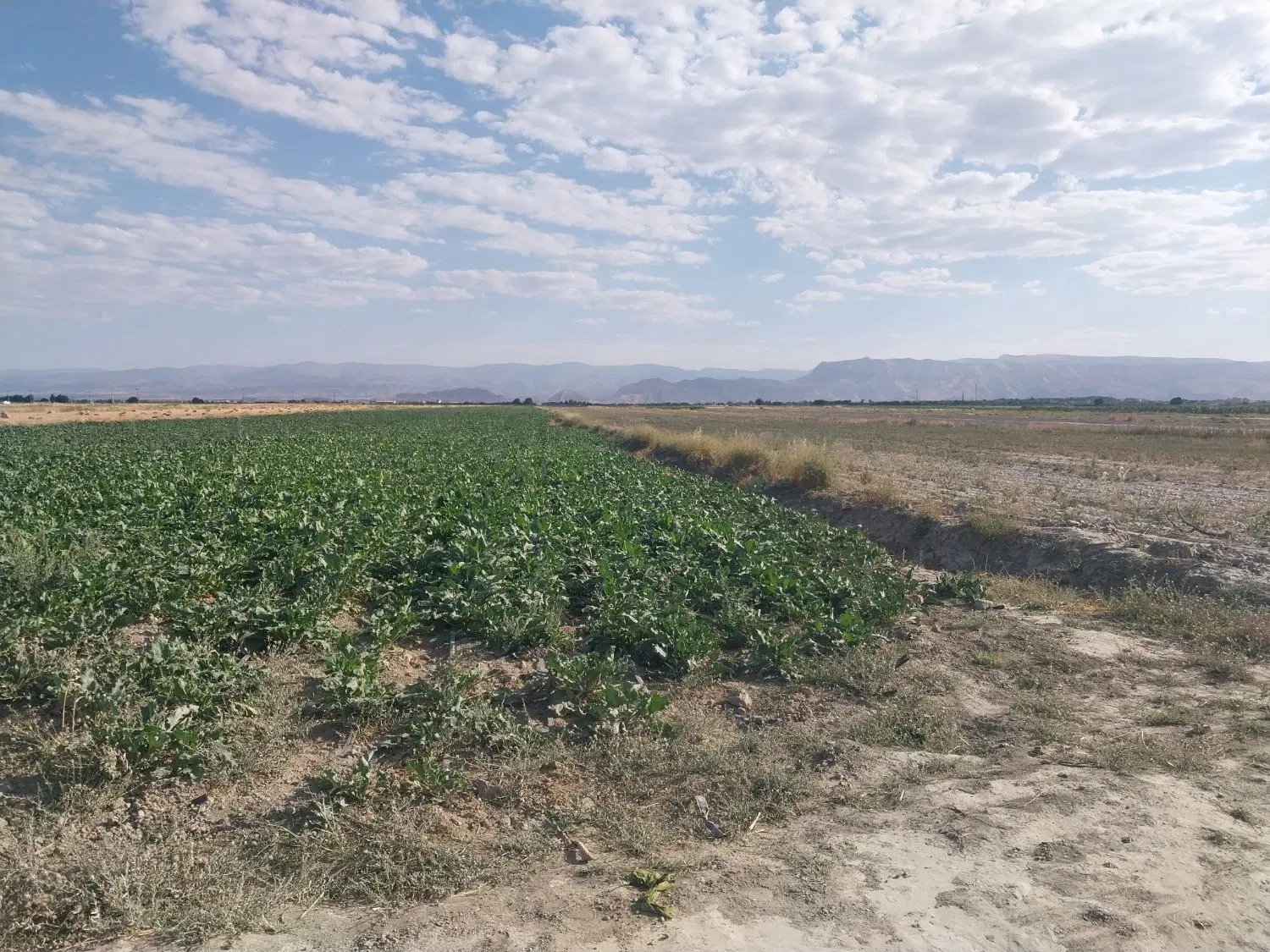زمین کشاورزی