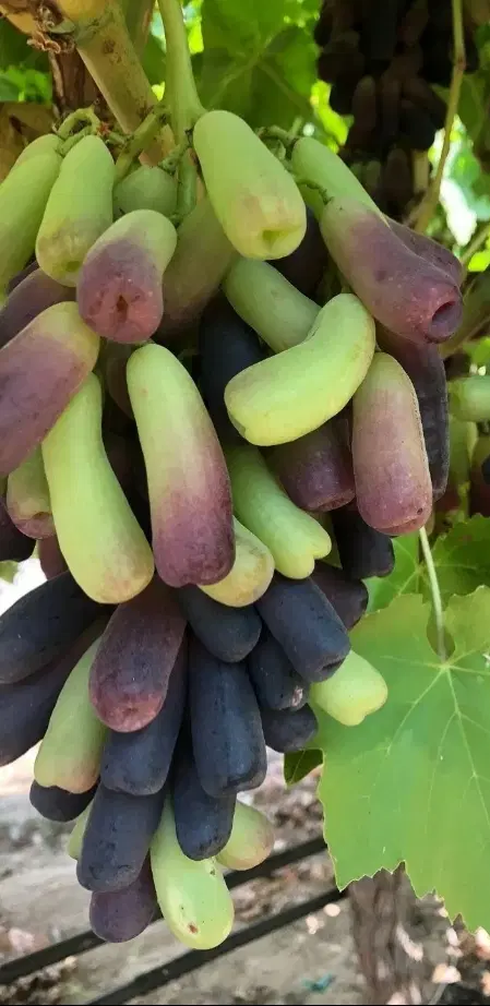 گلخانه چاردیواری