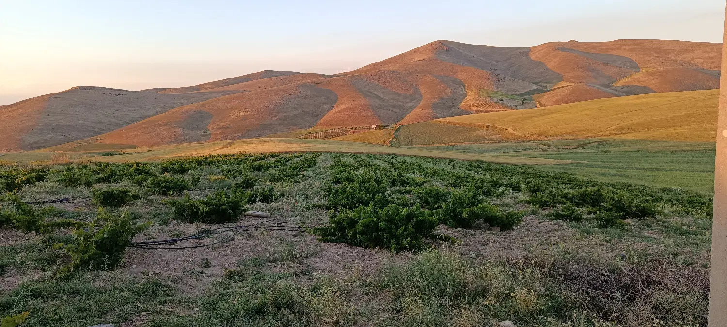 فروش باغ انگور