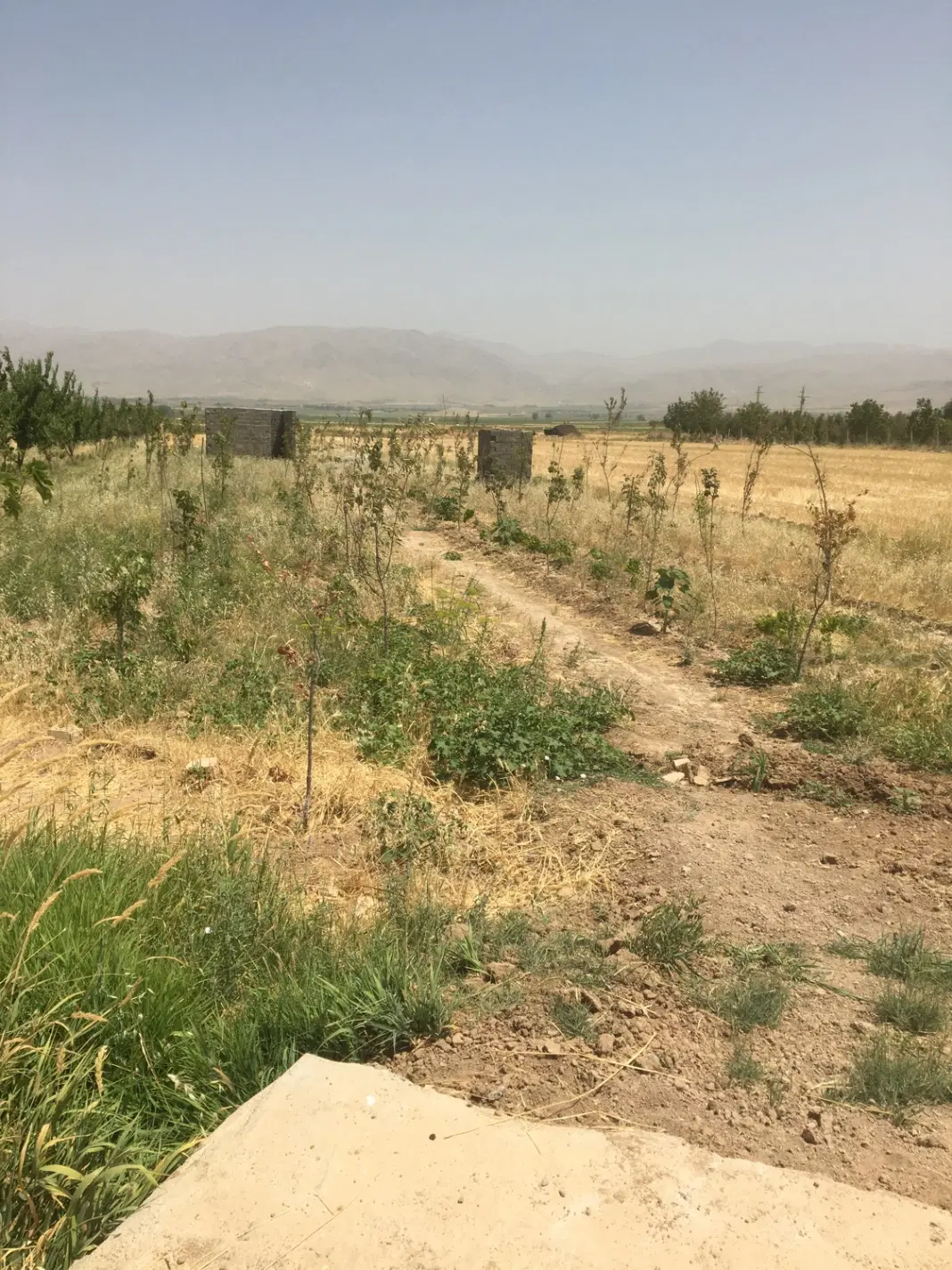 باغ فروشی