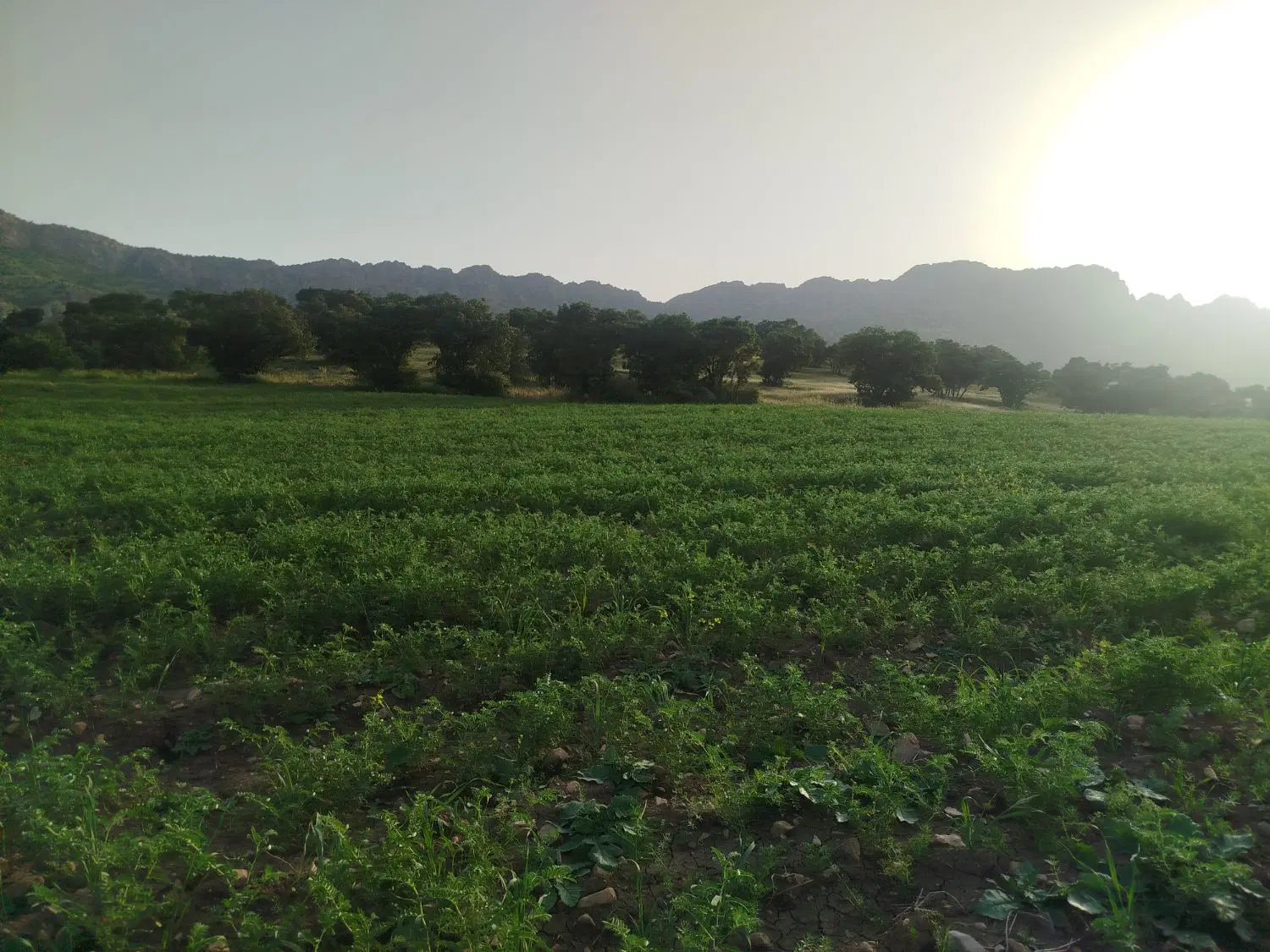 کشت چغندر قند