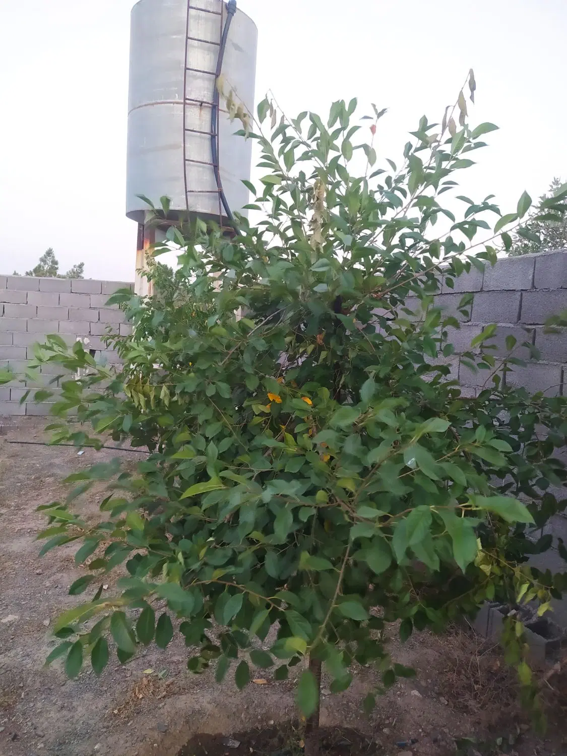 باغچه شاندیز