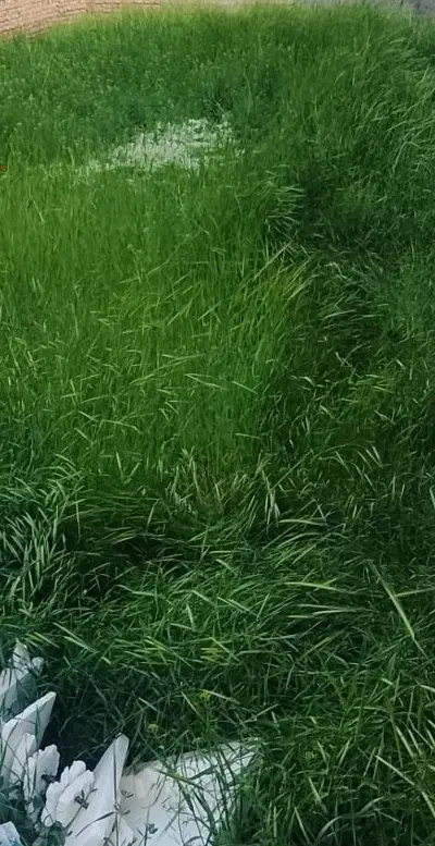 فروش زمین خیابان ولی بخشی یا سرجو
